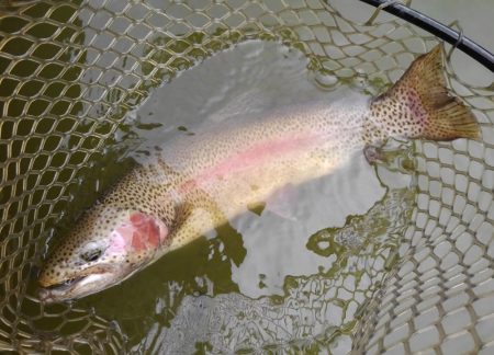 大安トラウトレイク 釣果